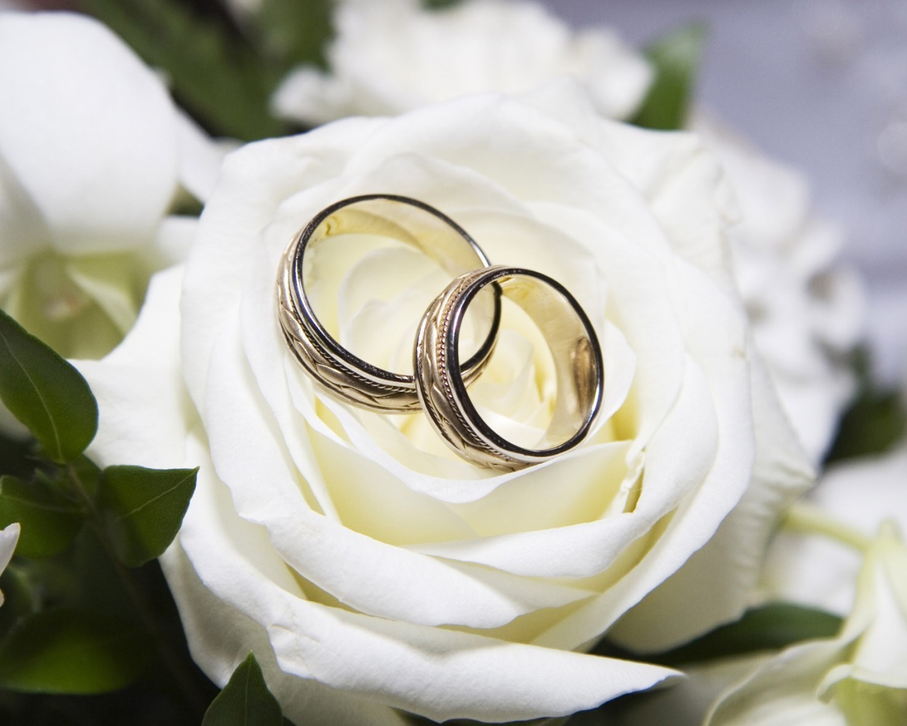 Wedding rings white rose