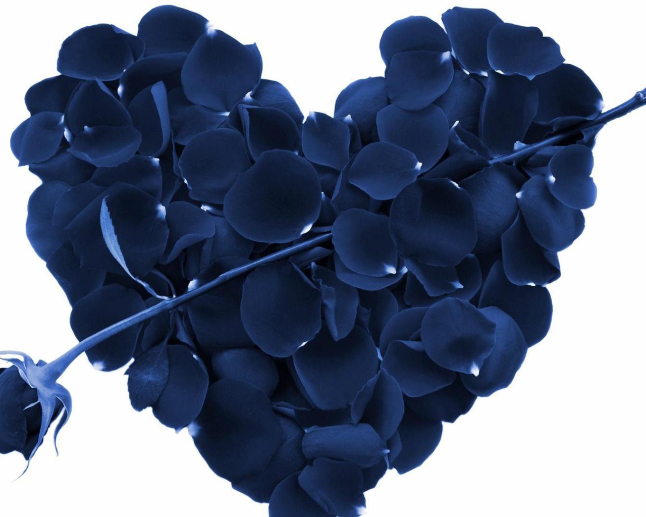 Синяя роза и сердце из лепестков роз