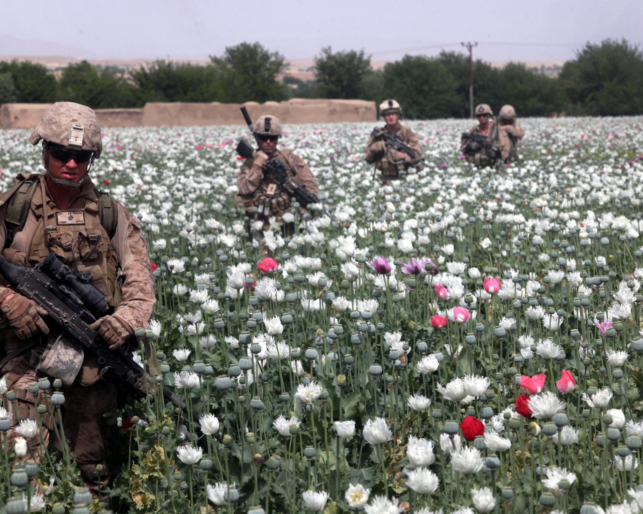 Солдаты на маковом поле