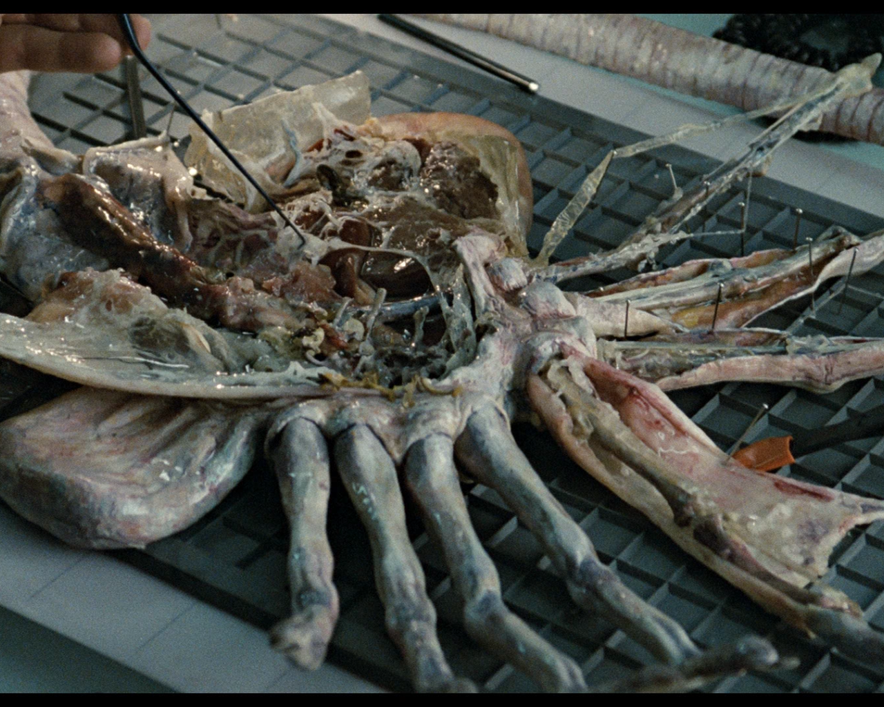 Кино 80-й пришелец