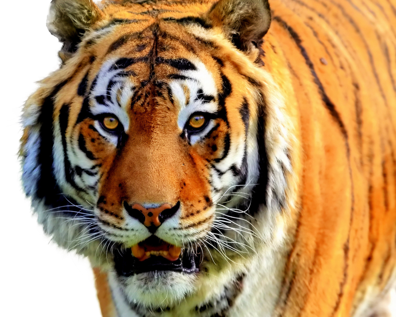  Полосатый рейс