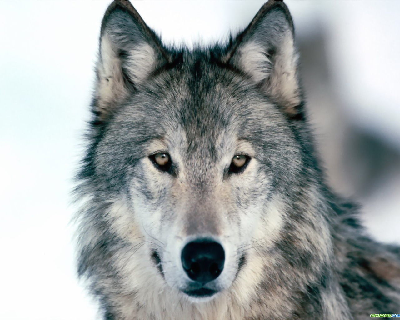 Весьегонская волчица