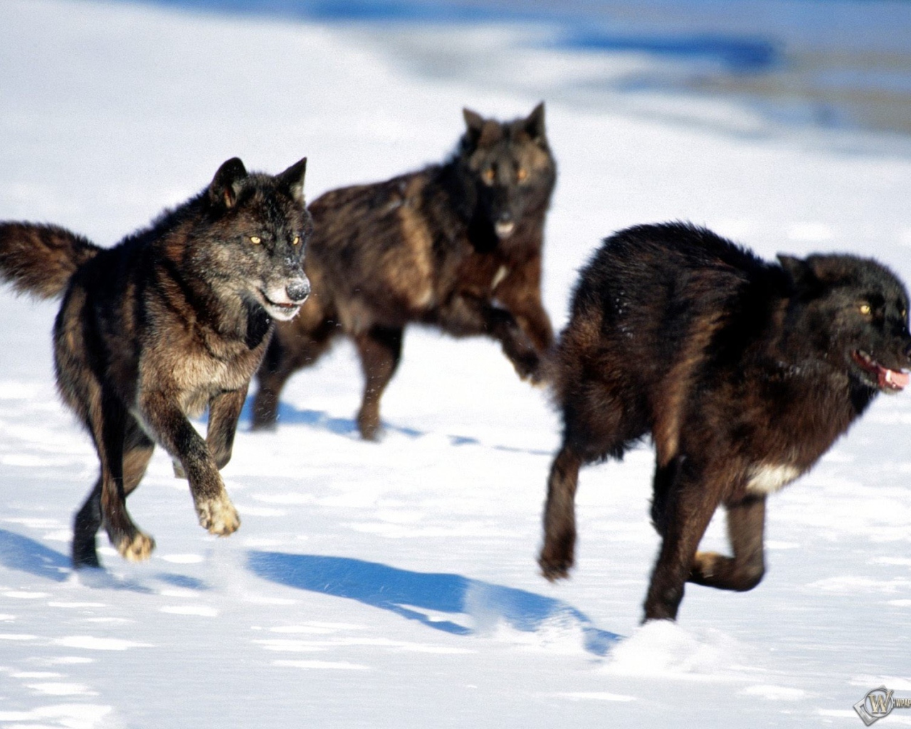 Чёрные волки