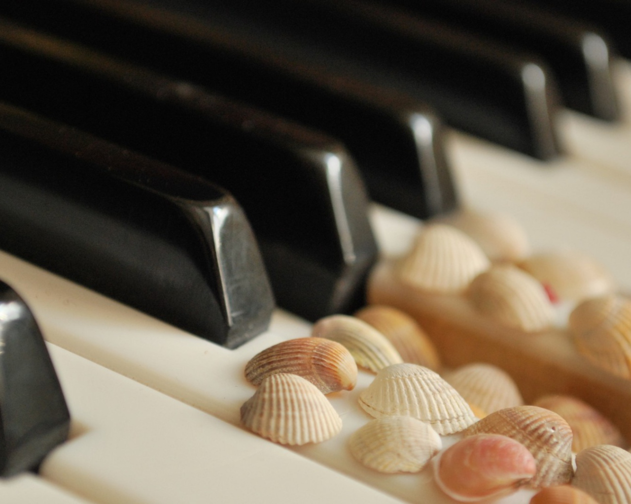 Клавиши с ракушками