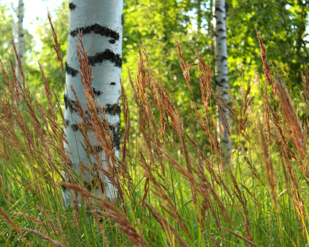 Березы в роще