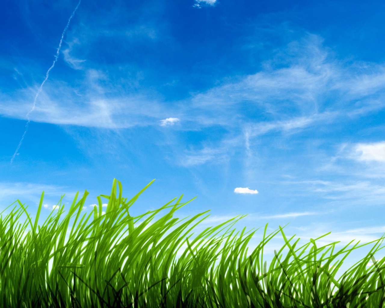 Зеленая трава на фоне голубого неба