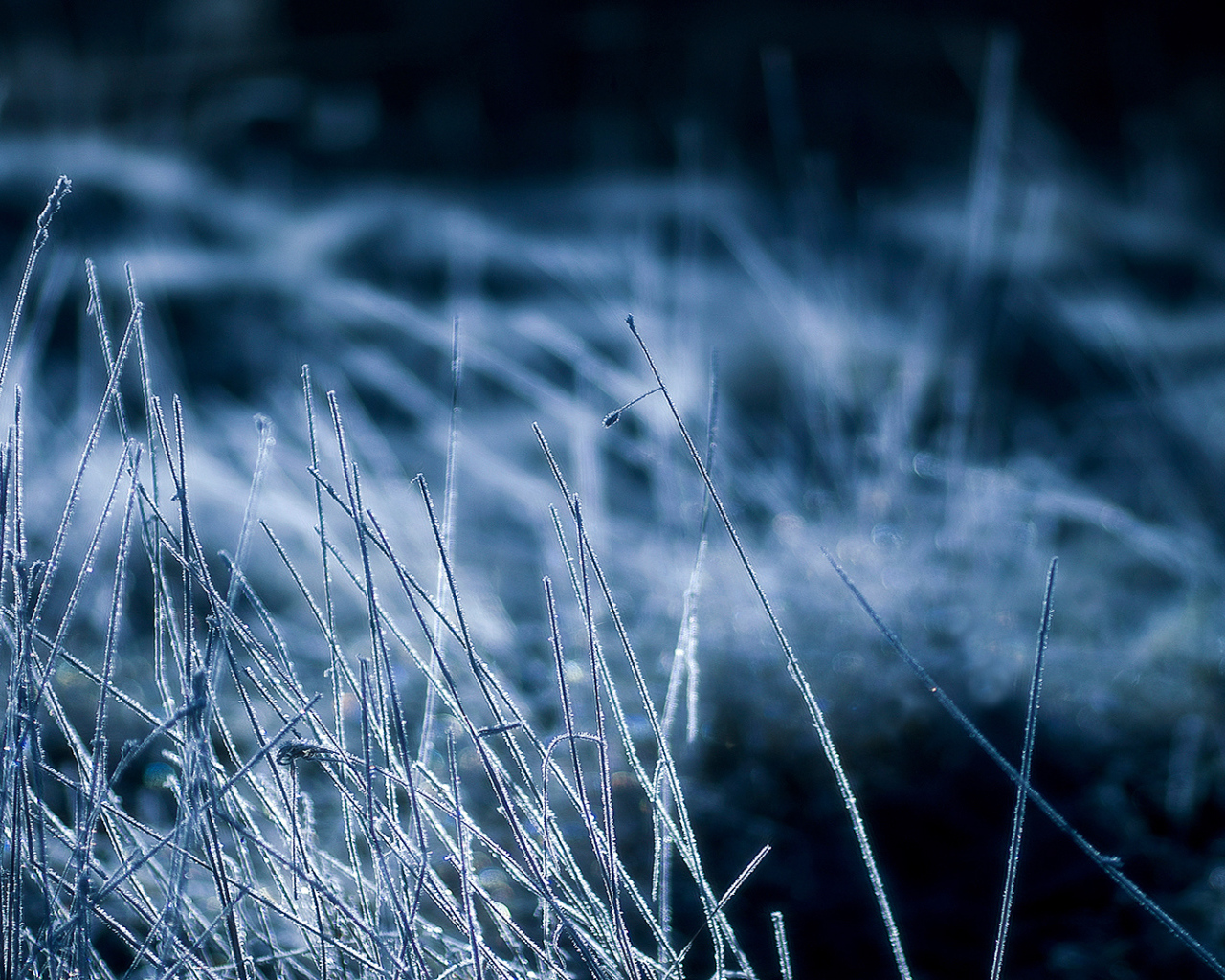 Покрытая инеем трава