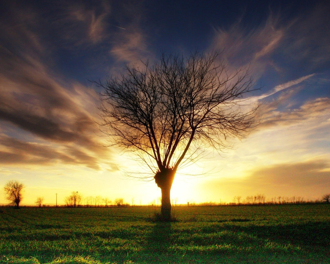 Умершее дерево