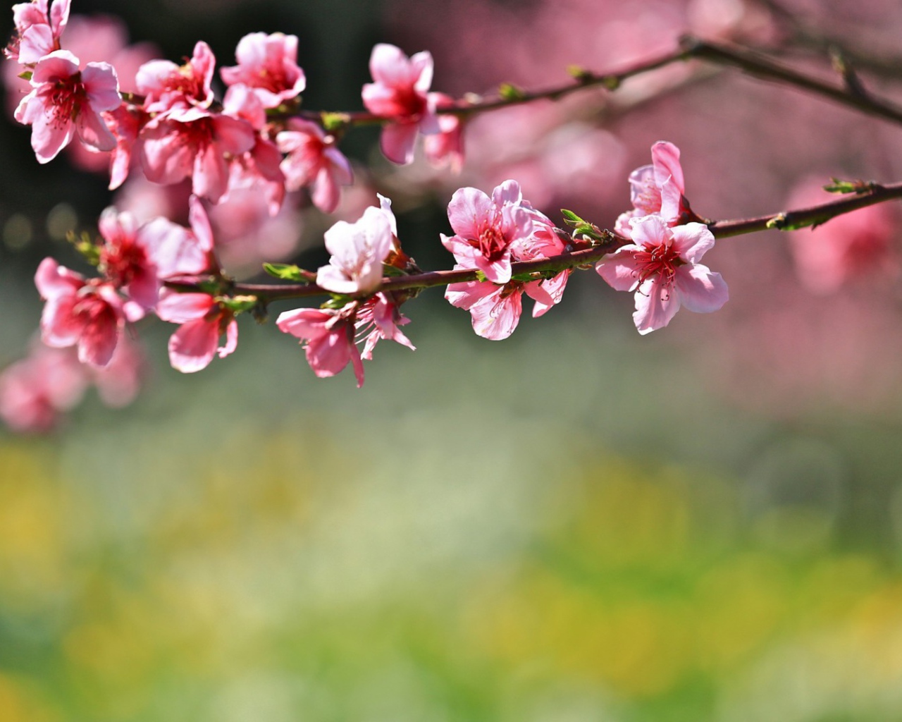 Цветы на дереве