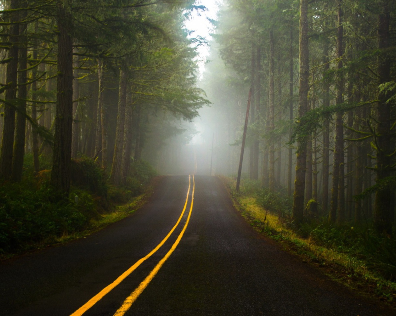 Туман в лесу