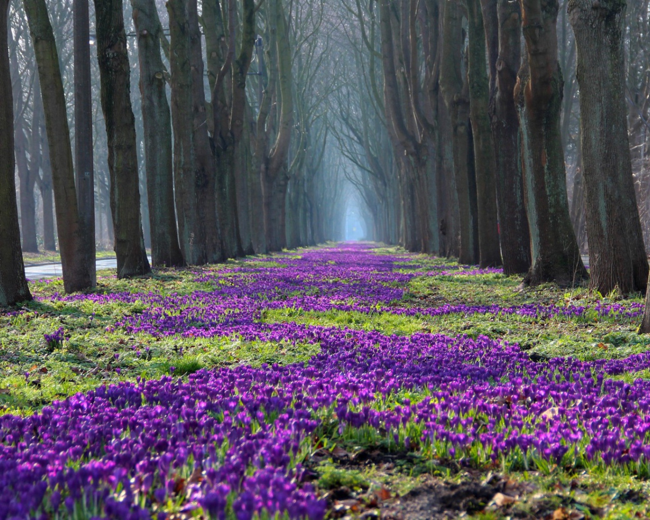 Лесные жители