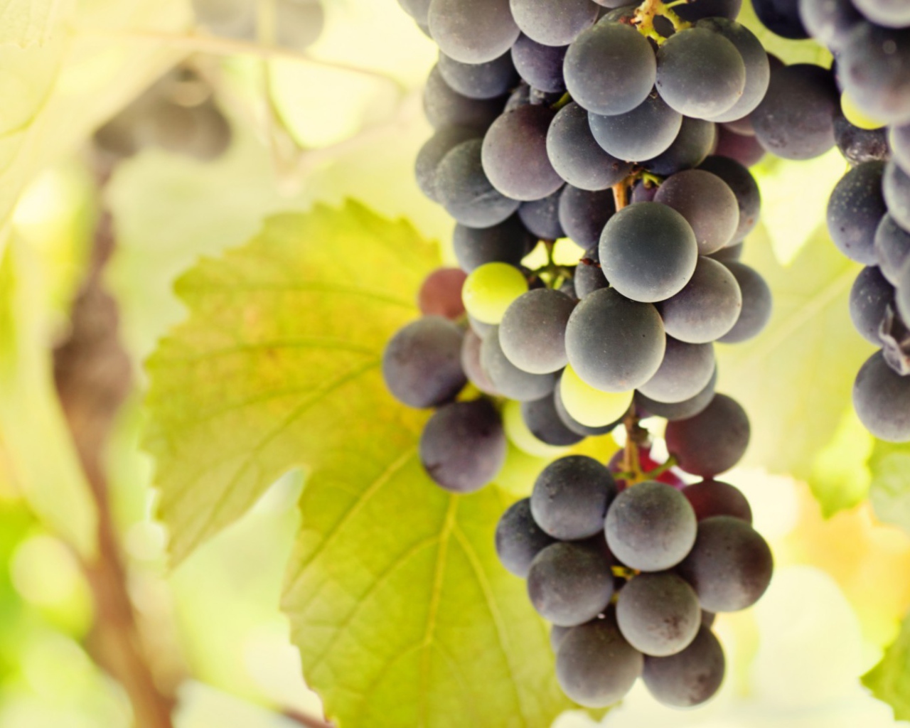 Bиноград с жёлтыми листъями