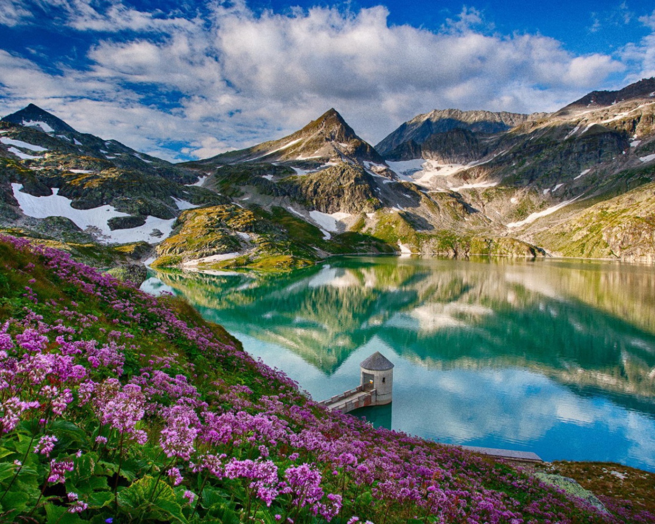 Cиреневые цветы