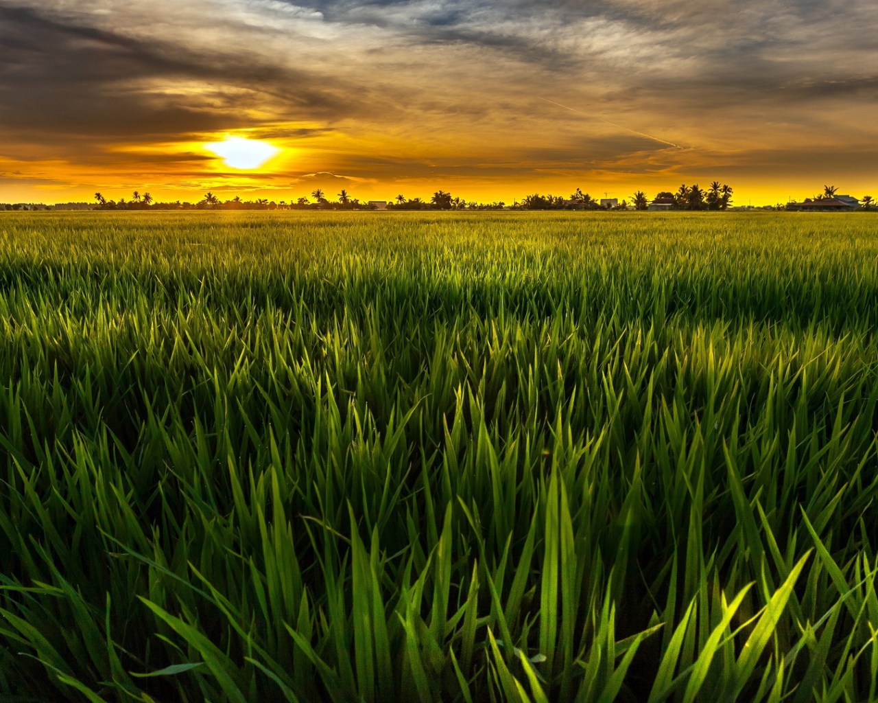 Cочная растительность