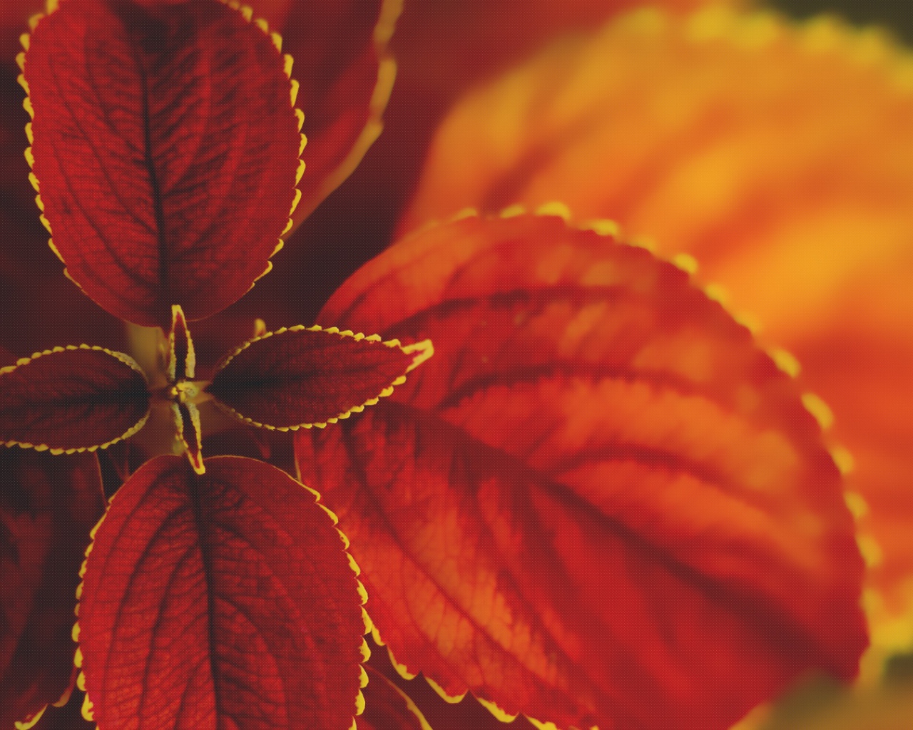 Макро природа