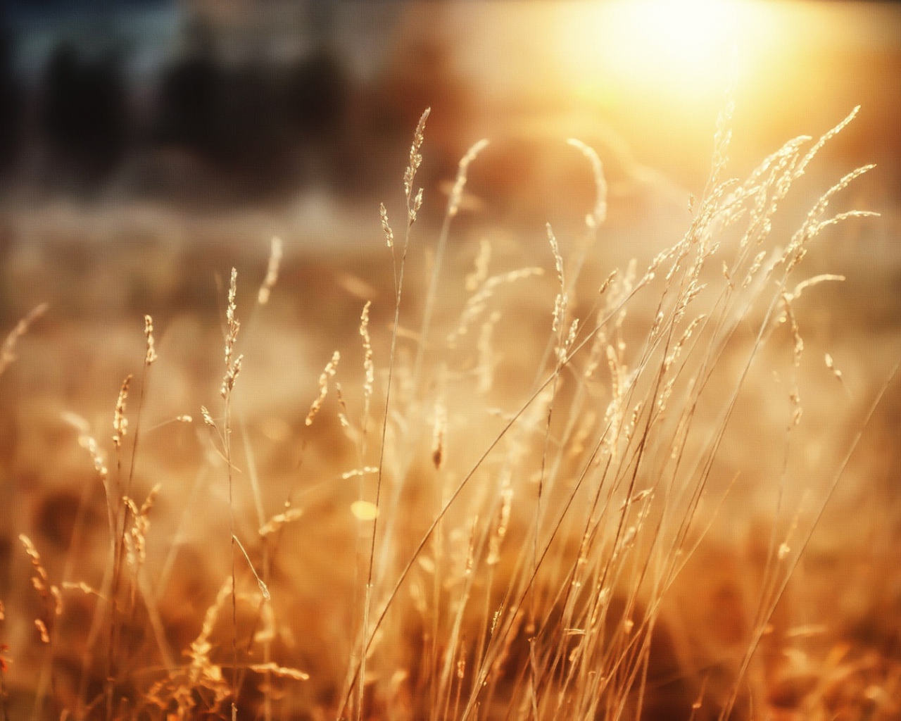 Утреннее сияние