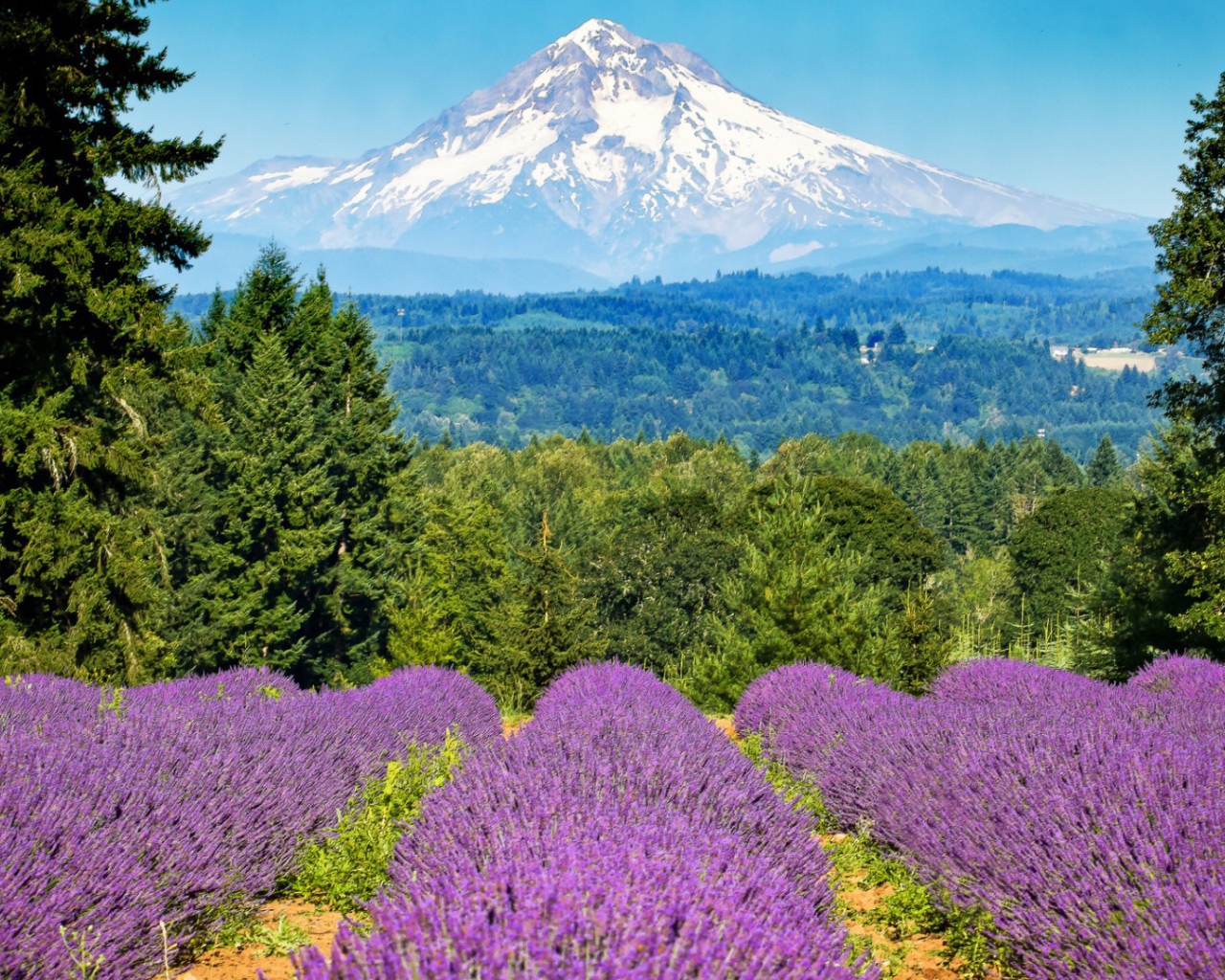 Mногоцветие долин и гор