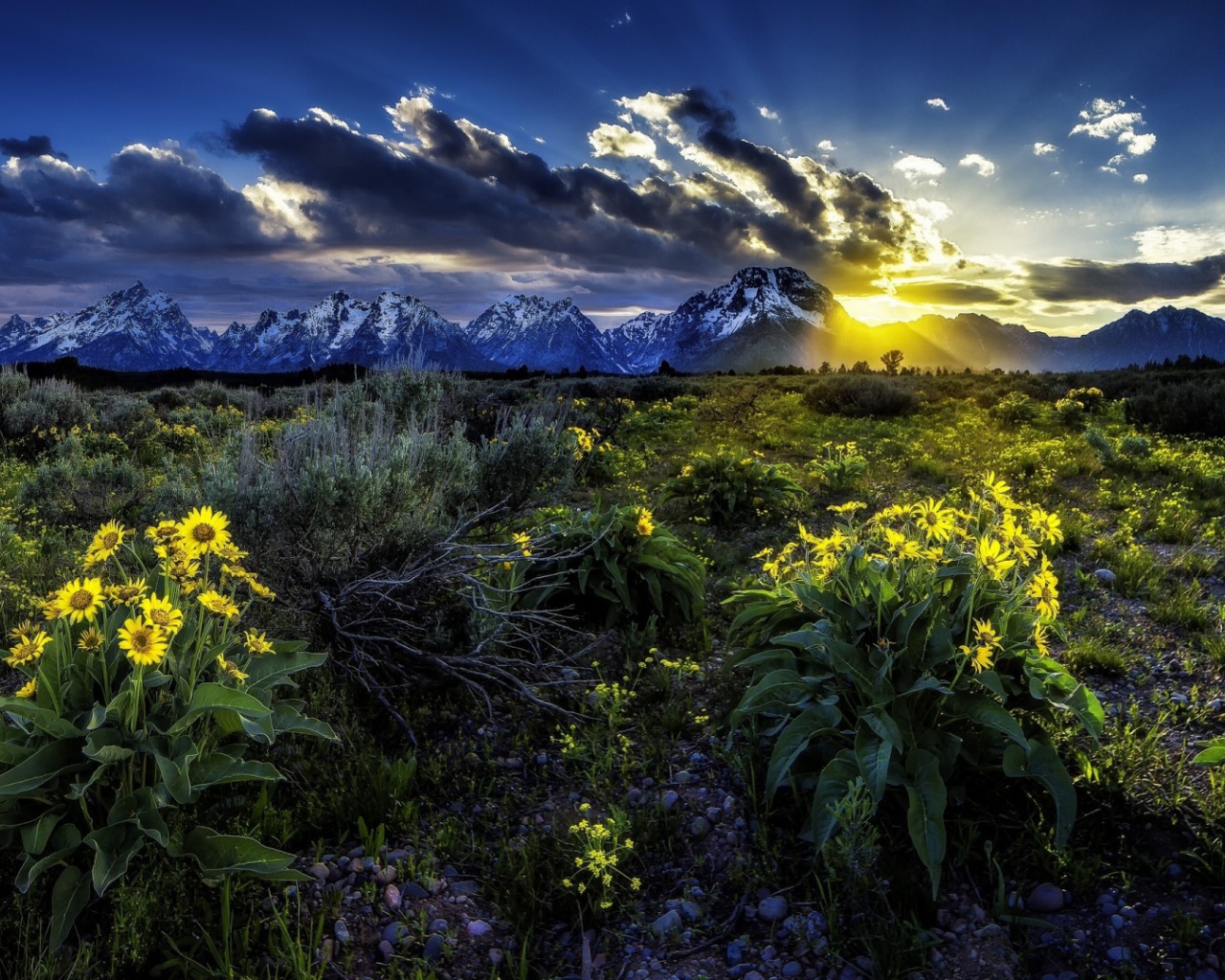 Подарок природы