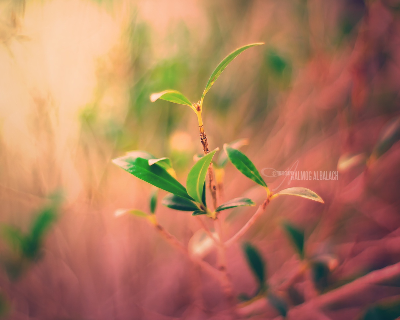 Новый завод