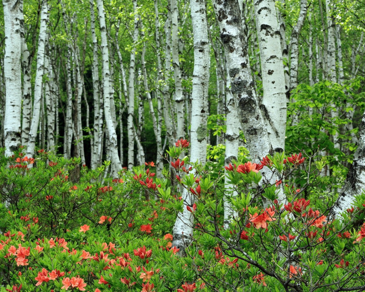 Берёзы среди розовых листъев