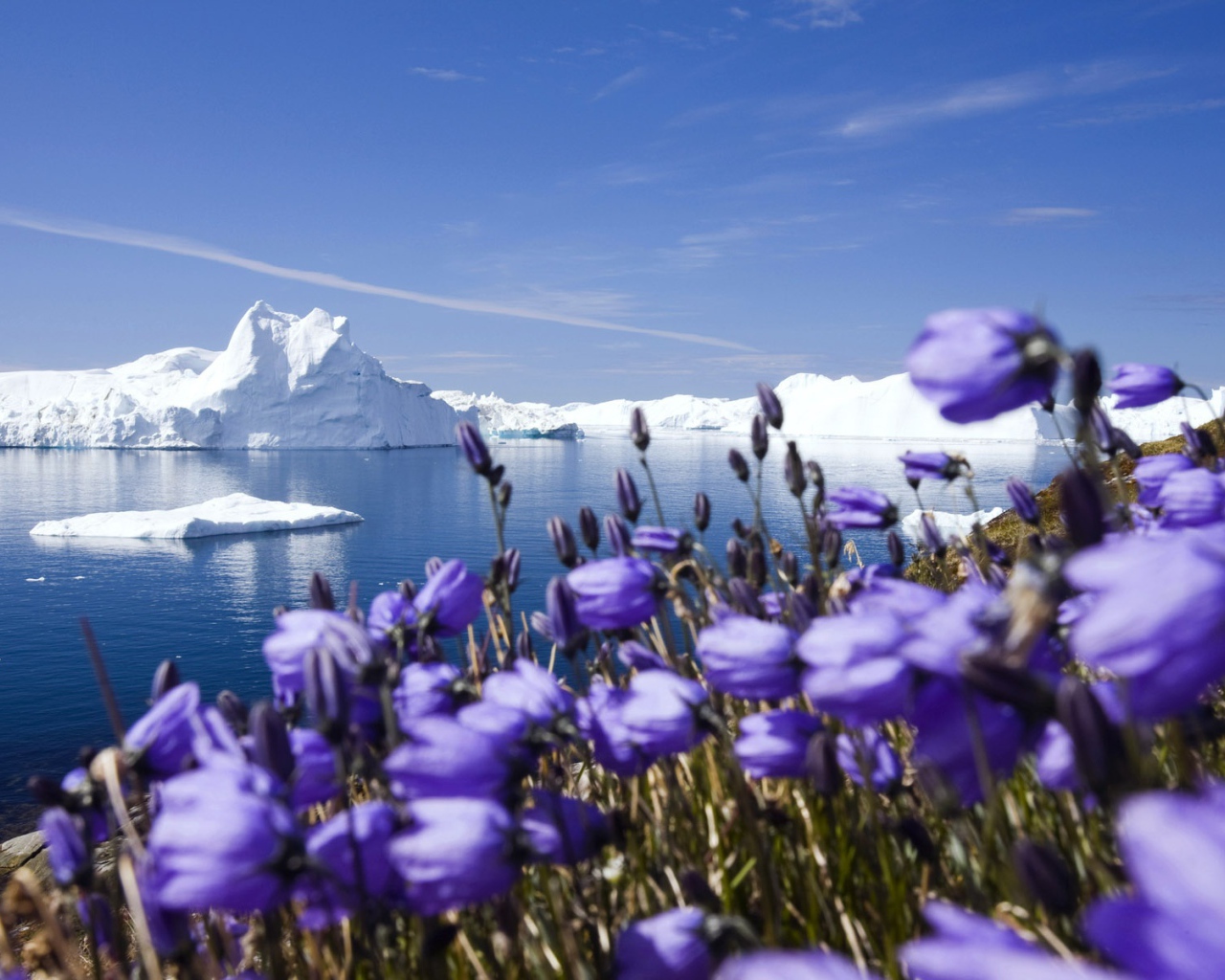 Фиолетовые северные цветы