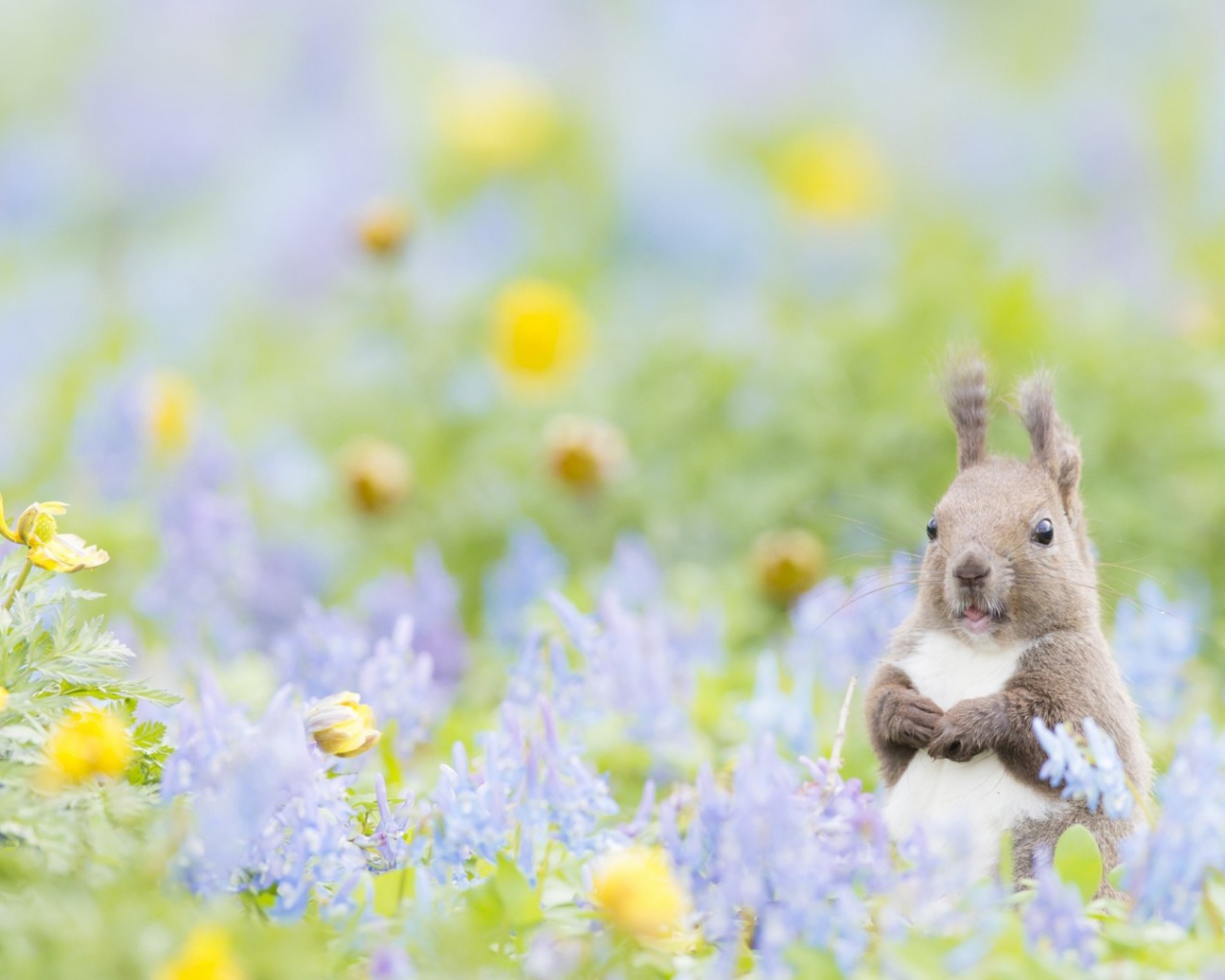 Пушистик с цветочками