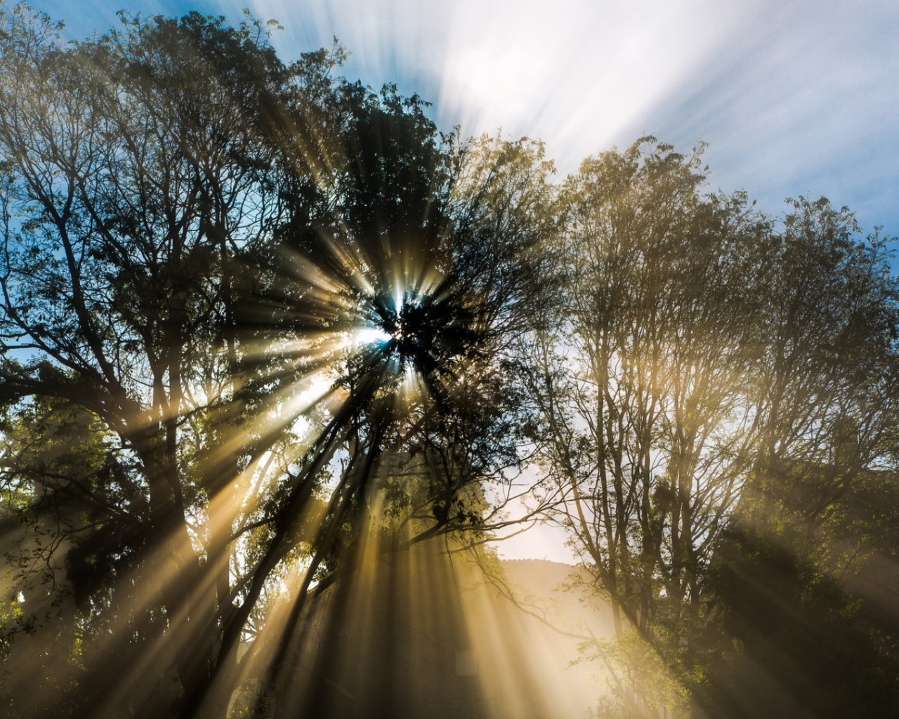 Лучи пробиваются сквозь листву