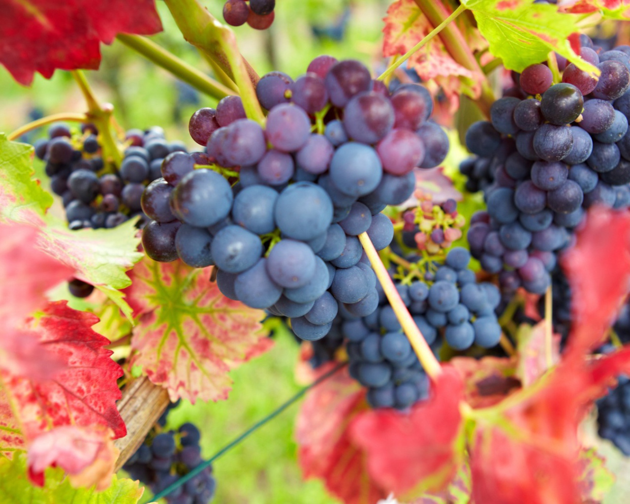 Bиноград в красных листъях