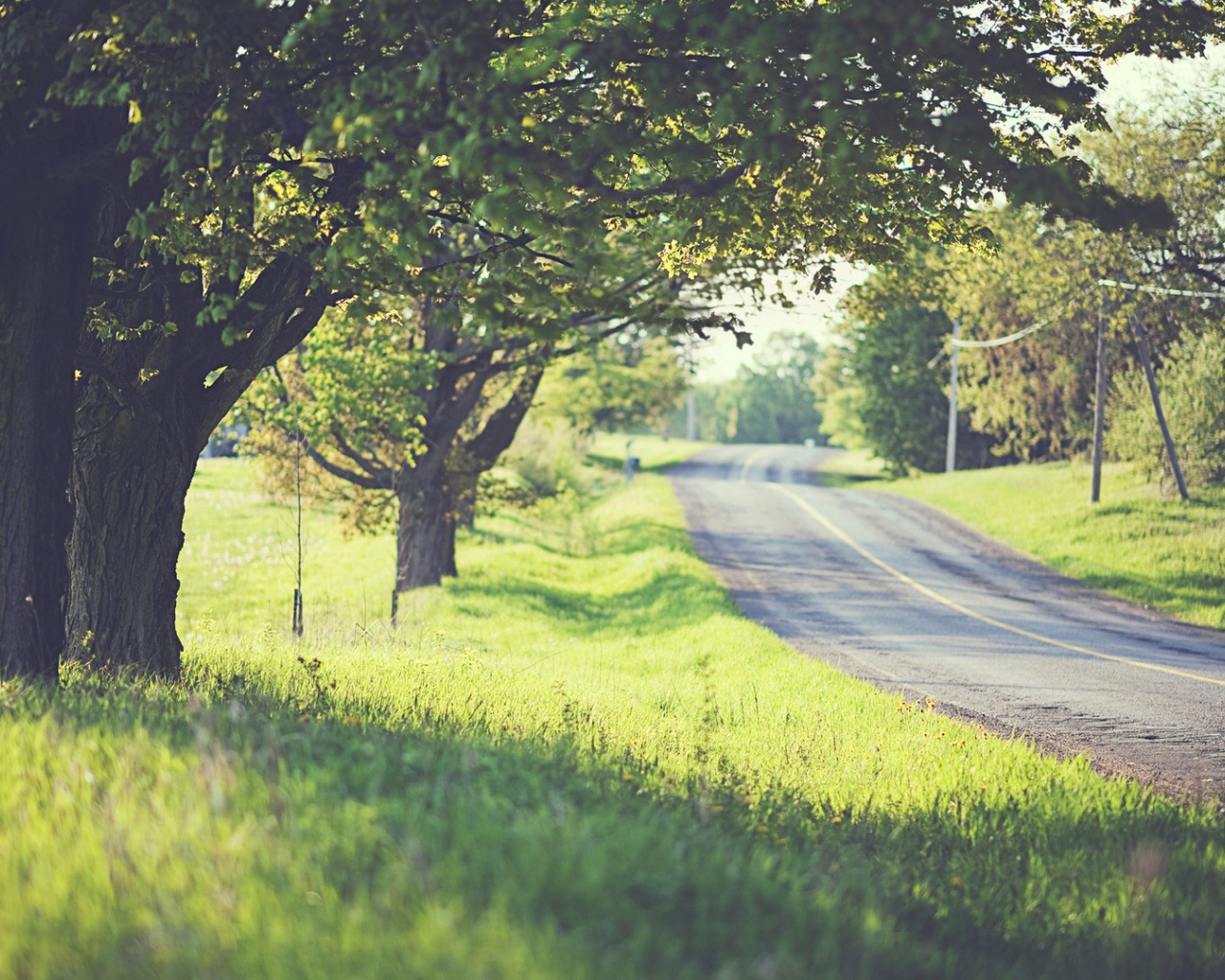 Дорога среди деревьев