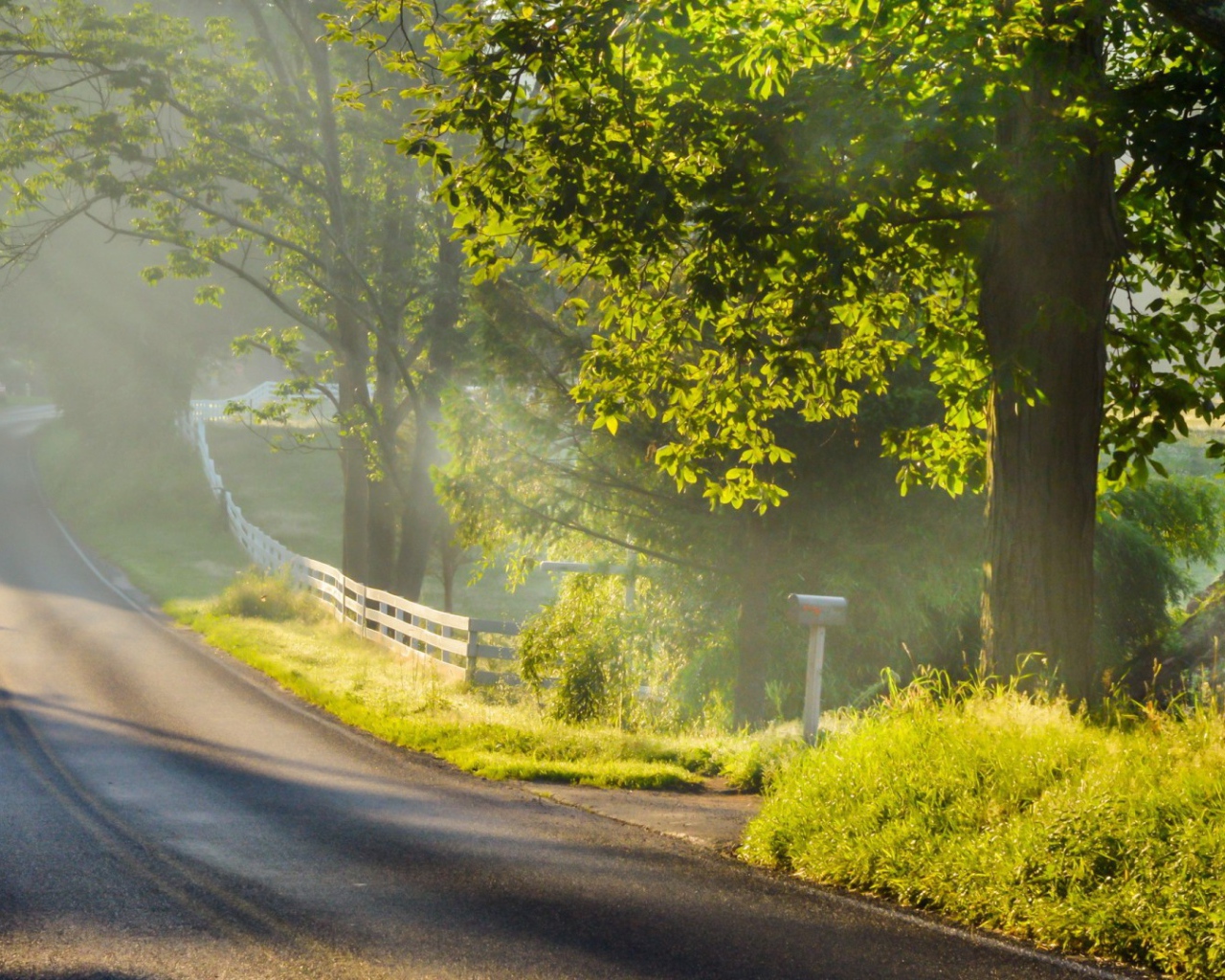 Дорога с ограждением в лесу