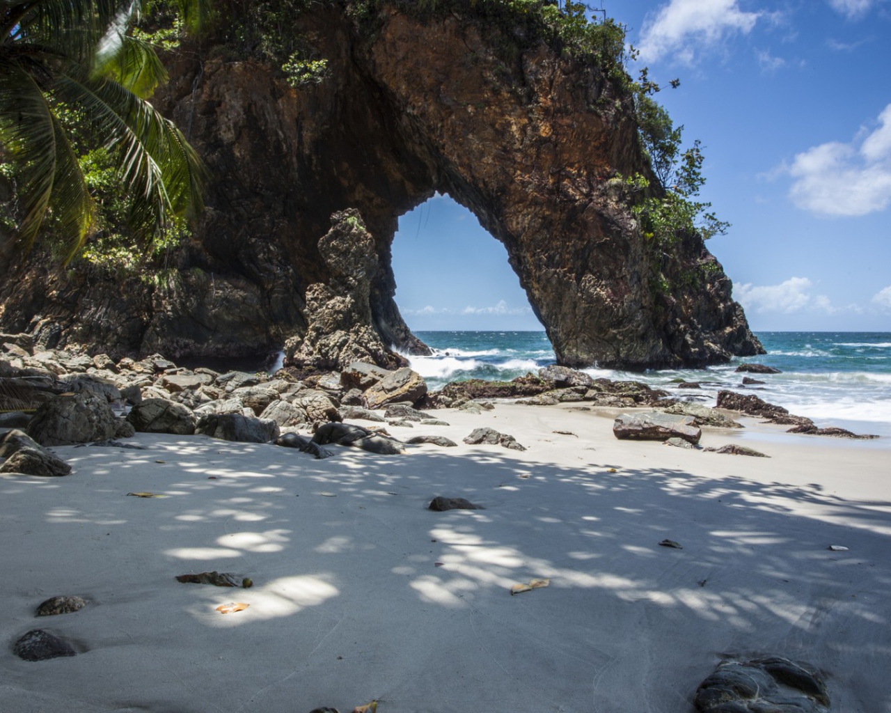 Cкала и дерево