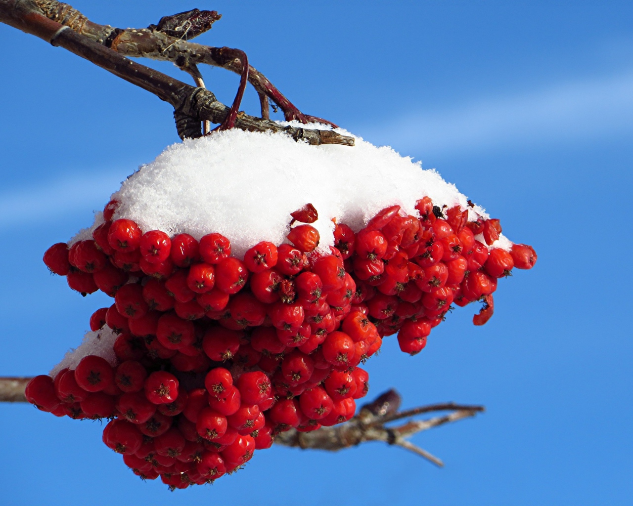 Ветка рябины под снегом