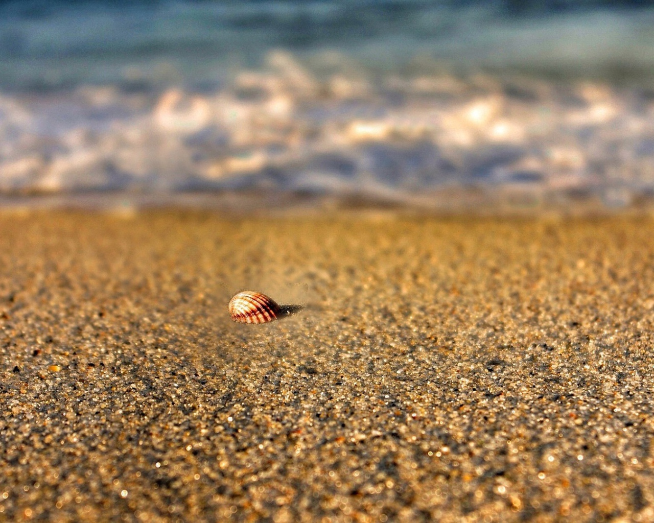 Одинокая ракушка