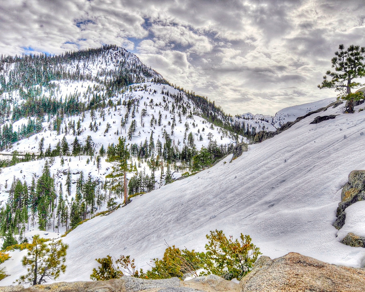 Заснеженный лес в горах