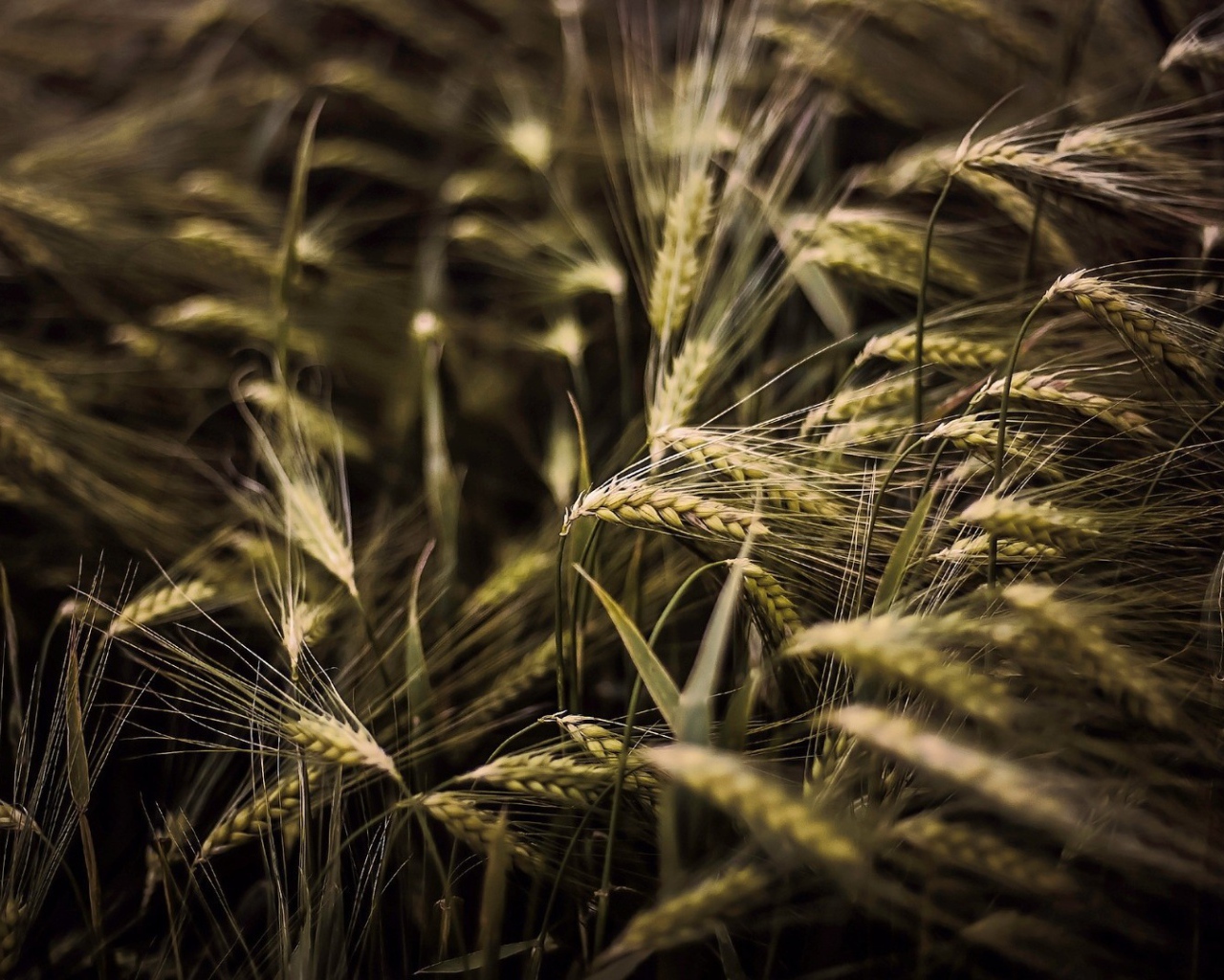 Kолоски просто