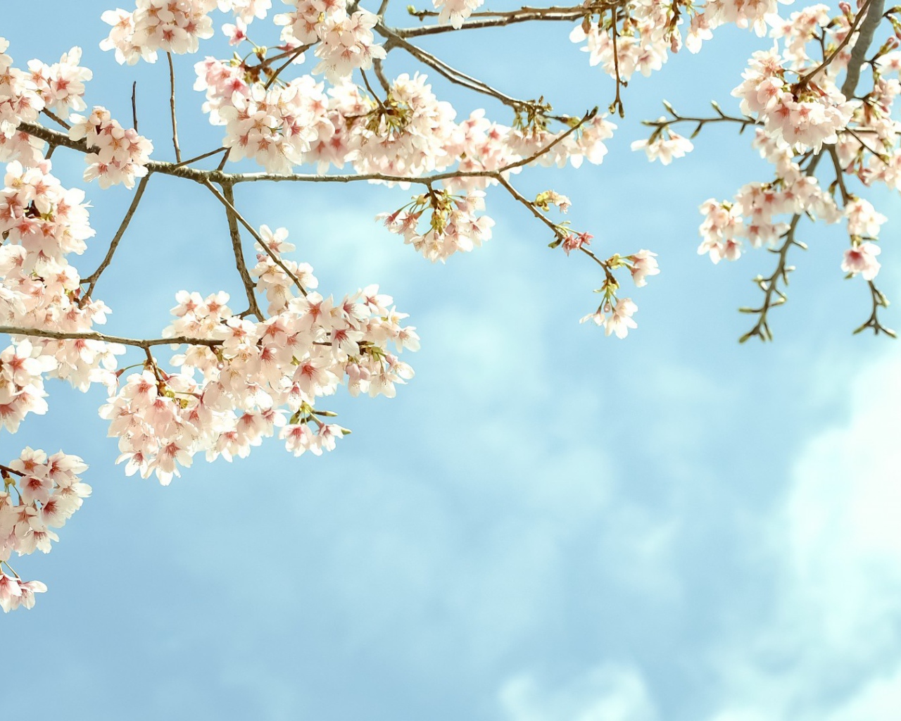 Весенние цветы