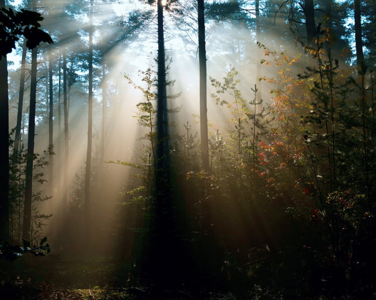 Cолнце леса