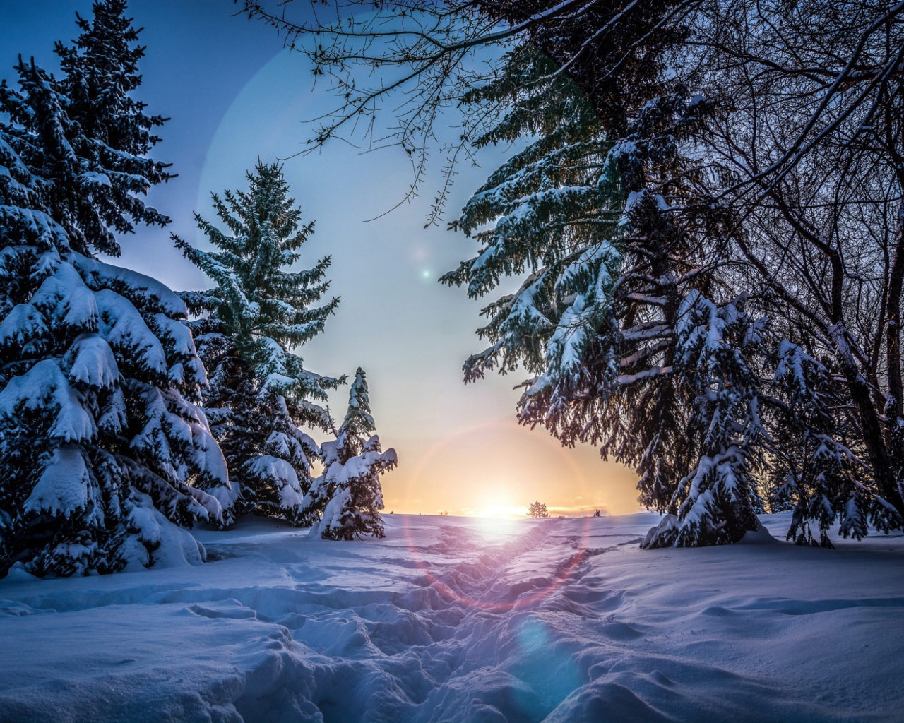 Восход в зимнем лесу