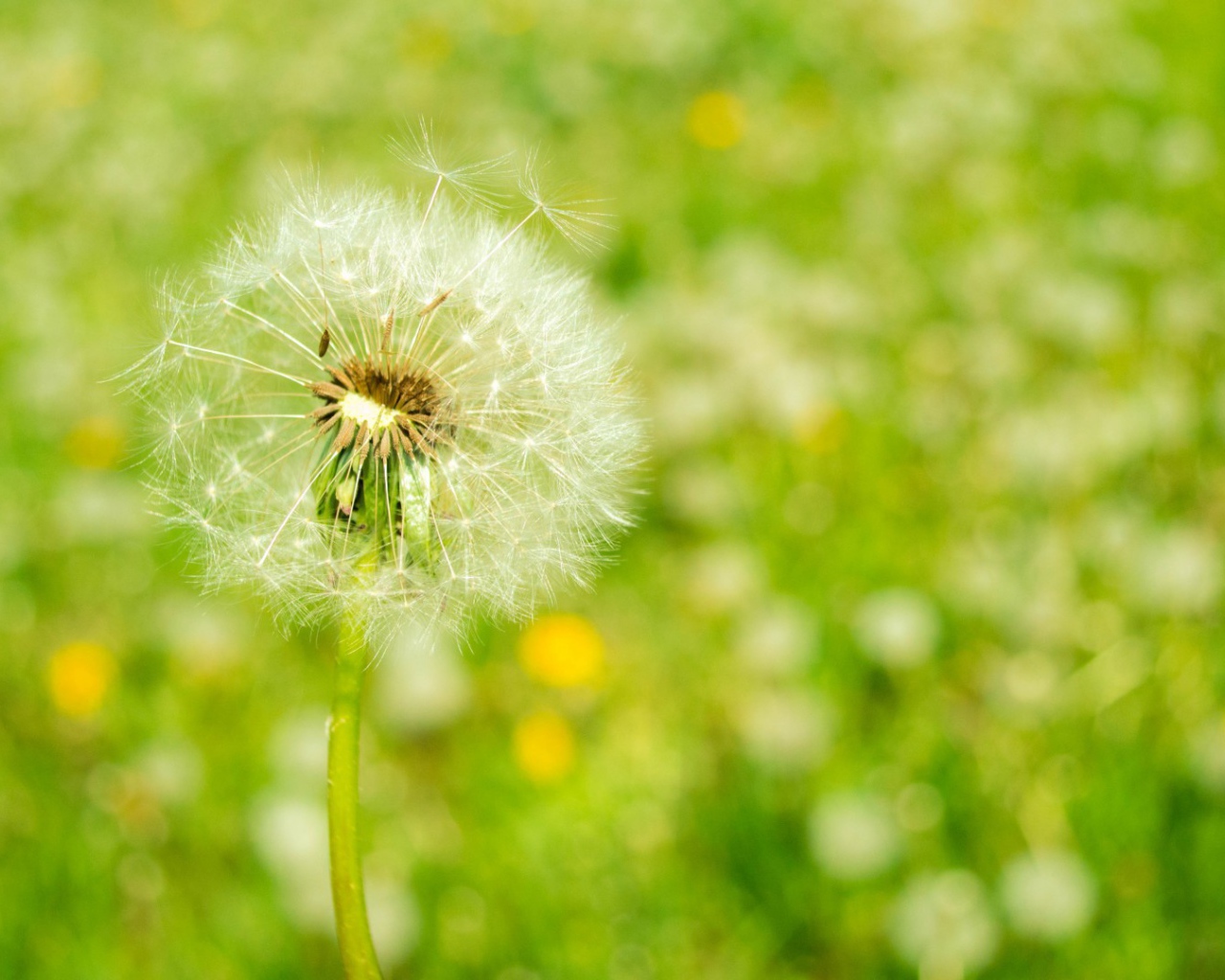 Созревший одуванчик