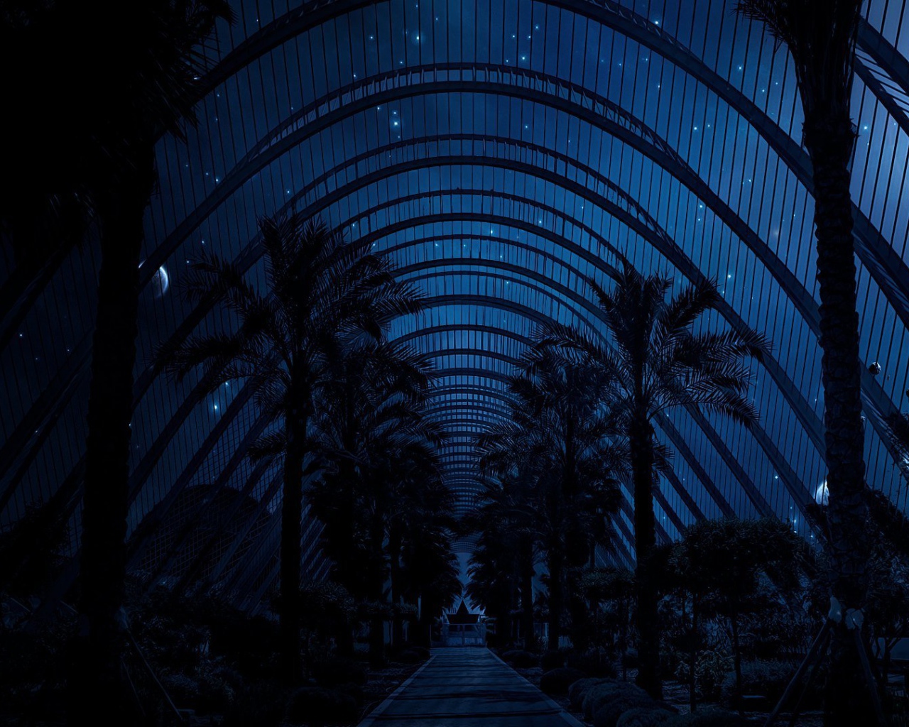 Ночное небо над пальмами