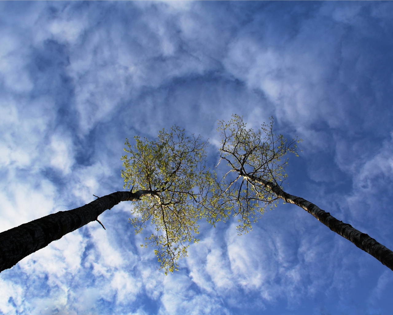 Вершины деревьев в облаках