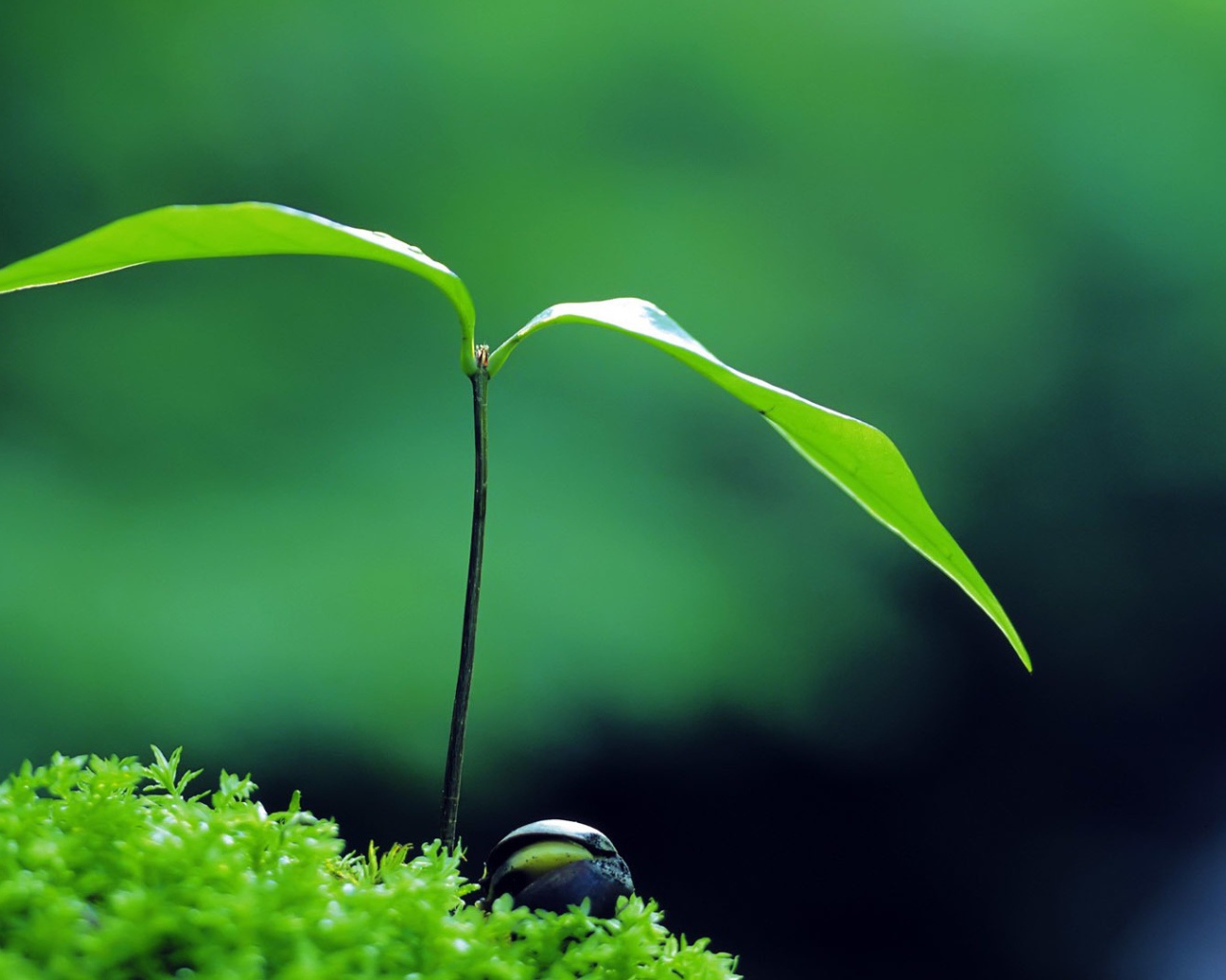 Молодой росток