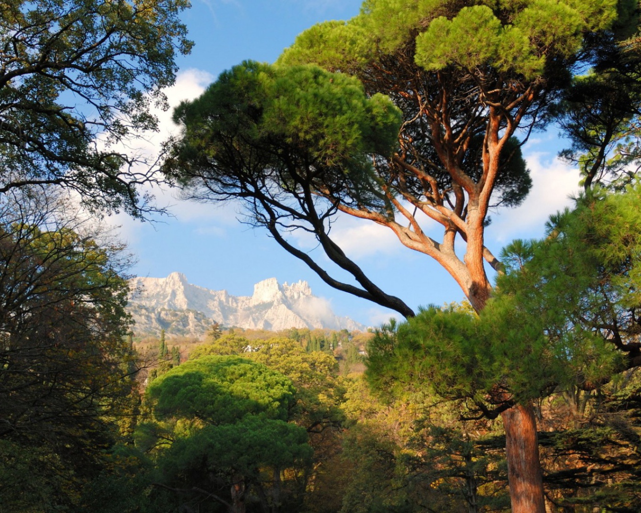 Белые вершины гор