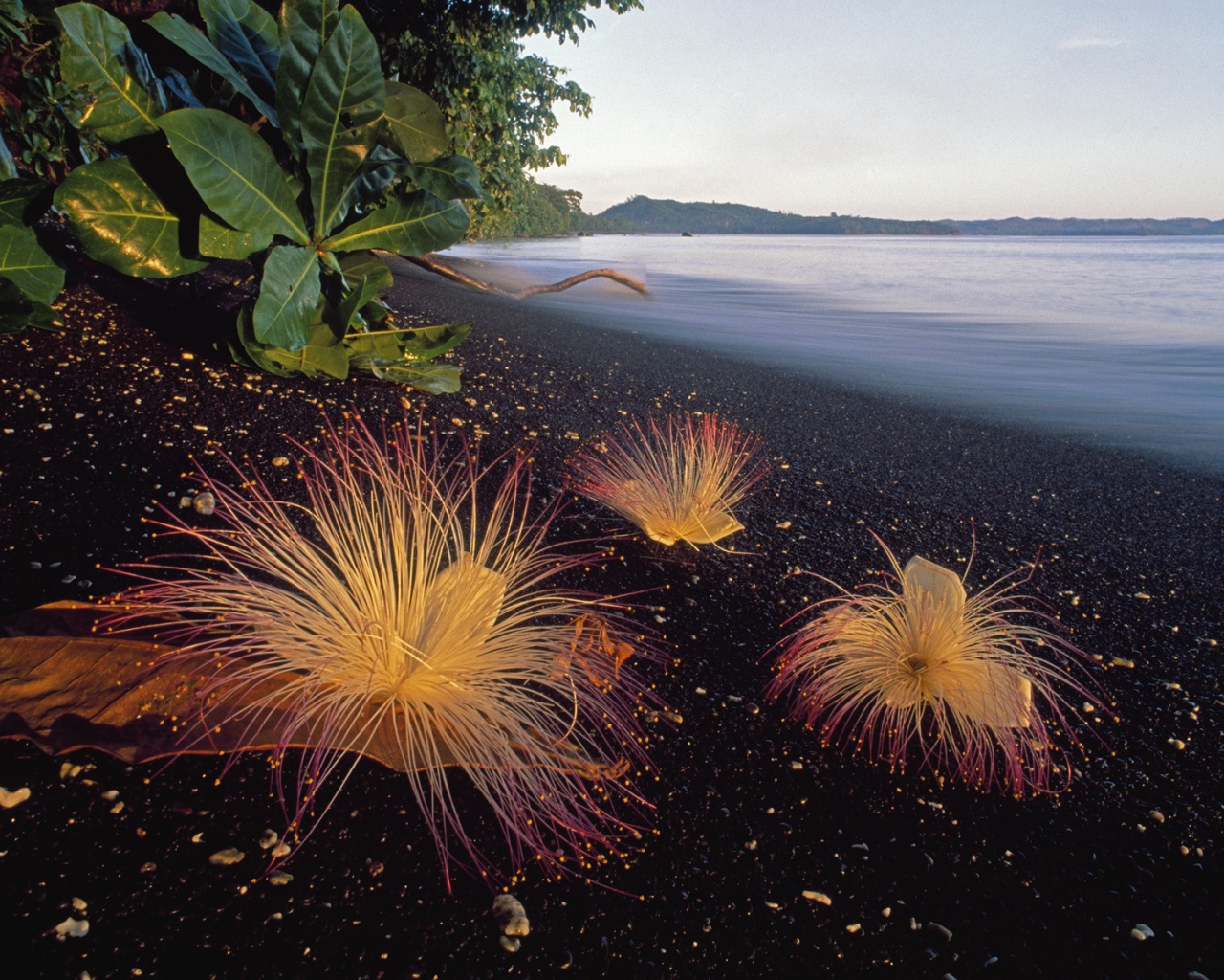 Черный пляж в Индонезии