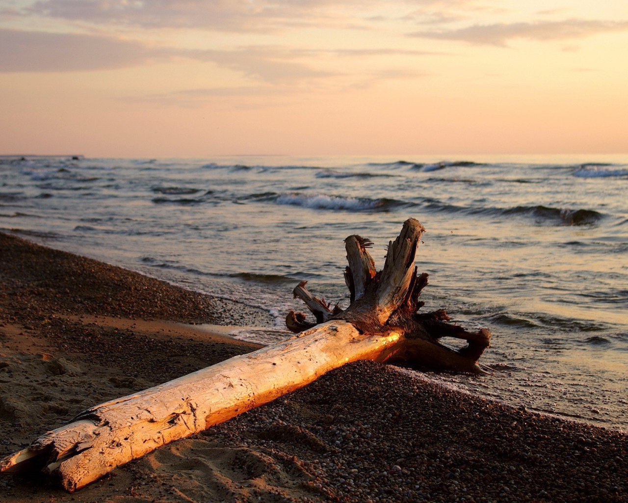 Сухое дерево на пляже