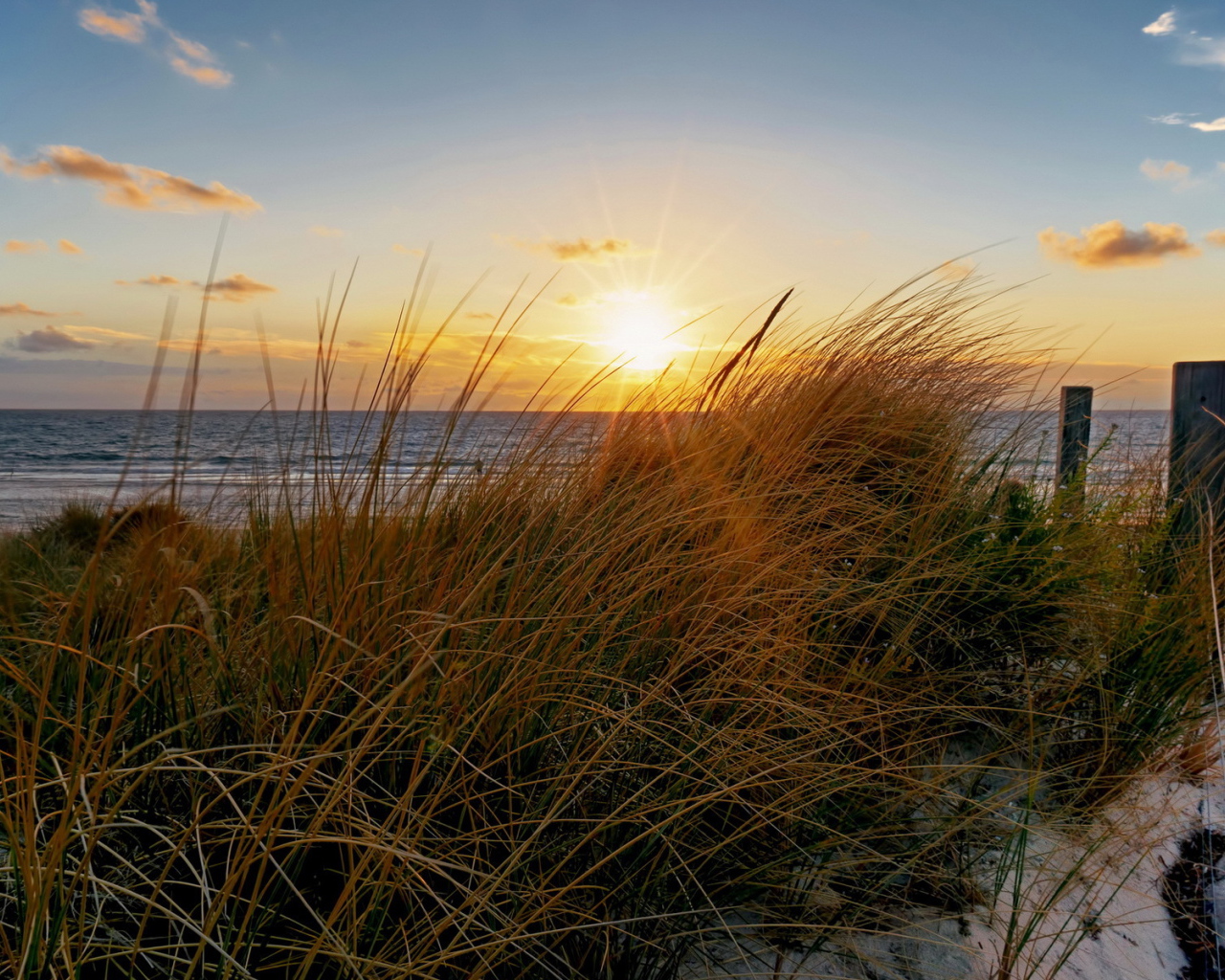 Трава на пляже