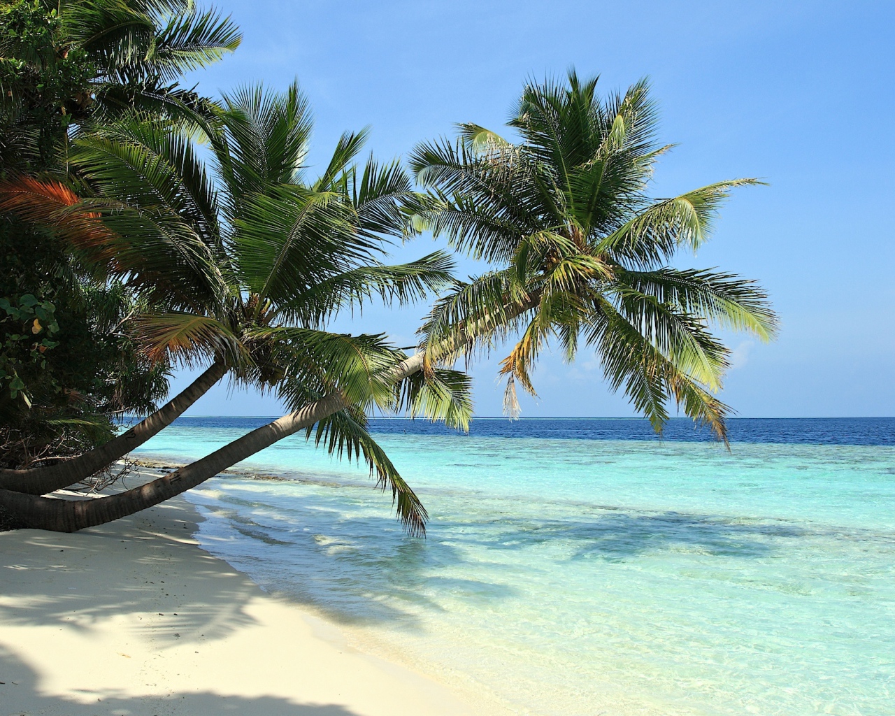 Пальмы над пляжем