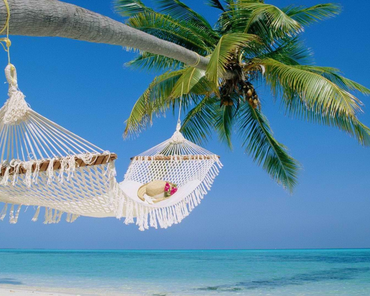 Гамак на пальме