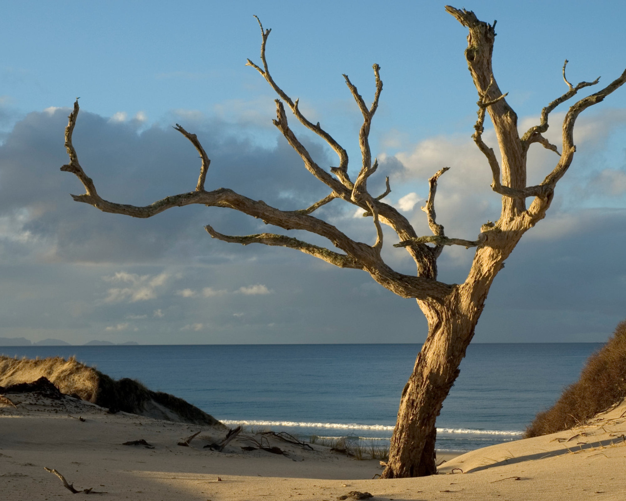 Засохшее дерево на берегу океана