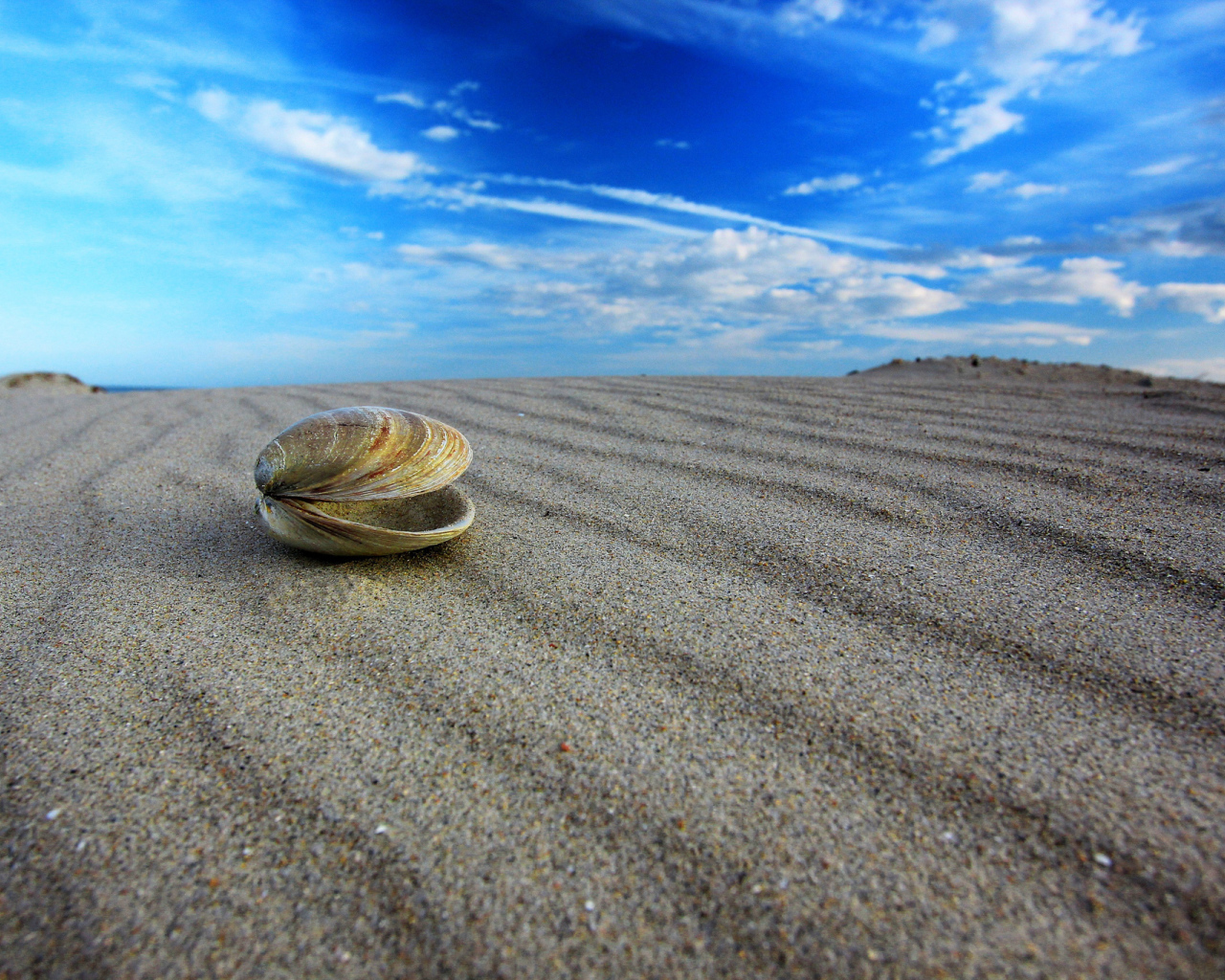 	   Shell on the beach